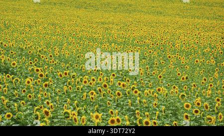 Panorama su un ampio campo pieno di girasoli gialli in fiore (helianthus annuus) in estate, paesaggi colorati e vividi, l'Ungheria Foto Stock