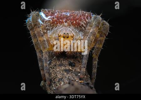Estrema macro dettaglio ritratto del volto di un peloso e giovanile ragno Parawixia Orb-weaver appoggiato su un ramoscello nella Giava centrale-Indonesia. Foto Stock