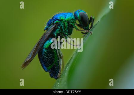 Profilo laterale macro estremo di una vespa a cucù con gioiello verde metallico (Chrysididae) che mostra esoscheletro di armatura snocciolata, Giava centrale-Indonesia. Foto Stock