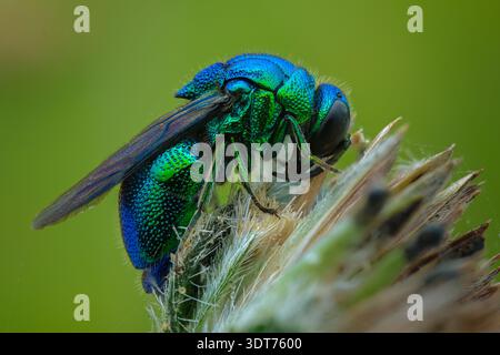 Profilo laterale macro estremo di una vespa a cucù con gioiello verde metallico (Chrysididae) che mostra esoscheletro di armatura snocciolata, Giava centrale-Indonesia. Foto Stock