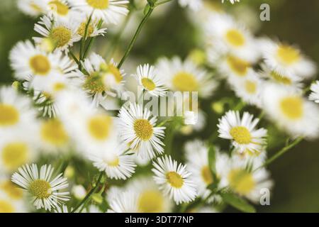 Fiori di margherite selvatiche che crescono sul prato, camomille bianche su sfondo verde. DOF poco profondo Foto Stock