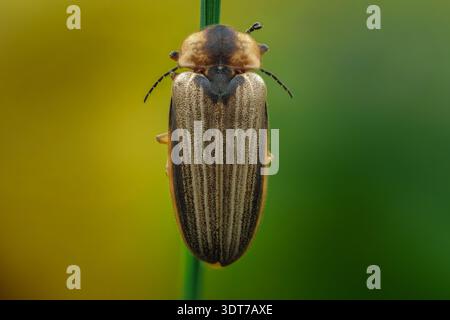 Dettagli macro estremi vista dorsale di uno scarabeo testurizzato della lucciola (Lampyridae) poggiato su uno stelo verde con bokeh liscio, Giava centrale, Indonesia. Foto Stock