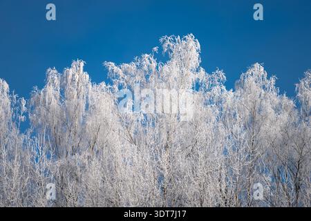 Le cime degli alberi di betulla ricoperte di Hoarfrost brillano sotto il sole dell'inverno, con un cielo blu profondo, sfondo naturale stagionale con spazio per le copie pulito per il design Foto Stock