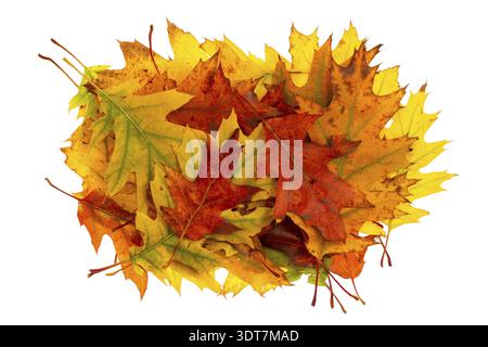 Cumulo di foglie colorate d'autunno isolate su sfondo bianco Foto Stock