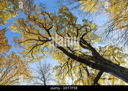 Foglie di quercia (quercus) gialle in autunno contro un cielo blu, Moritzburg, Sassonia, Germania Foto Stock