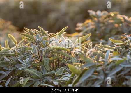 Rugiada e prima luce del mattino sulle foglie della salvia comune (salvia officinalis), Sassonia, Germania Foto Stock