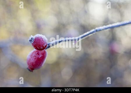 2 rose fianchi con hoarfrost in autunno, Sassonia, Germania Foto Stock