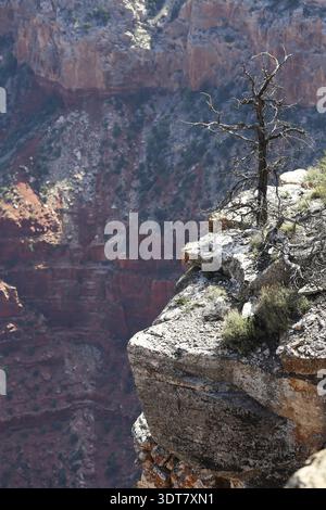 Albero solitario su una scogliera rocciosa nel Grand Canyon, Grand Canyon, Arizona, Stati Uniti Foto Stock