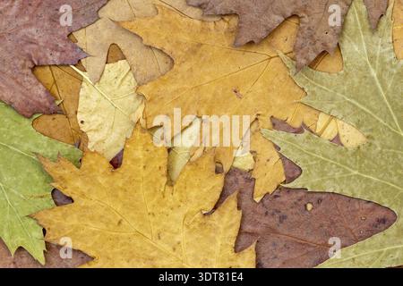 Sfondo autunnale dettagliato colorato di un gruppo di foglie di acero essiccate. Vista dall'alto Foto Stock