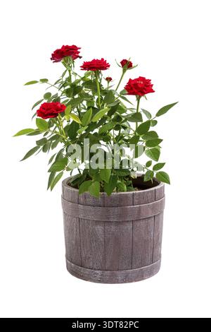 Fiori di rosa rossa in una pentola isolata su sfondo bianco Foto Stock