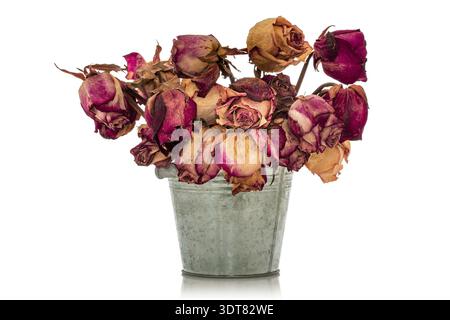 Bouquet di rose appassite secche in secchio di alluminio isolato su sfondo bianco. Copia spazio Foto Stock