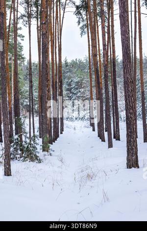 Una fila di pini alti, con un sentiero tra di loro. Una foresta di conifere è sullo sfondo. C'è neve per terra. Foto Stock
