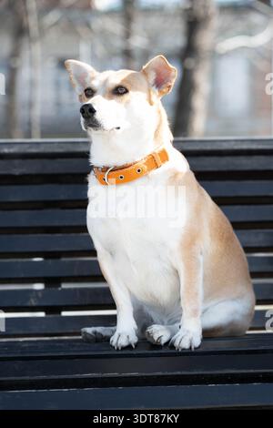Cane bianco e marrone seduto su una panchina nera, con un caratteristico collare arancione. Bell'abbronzatura e cane bianco che guarda lontano mentre si siede all'aperto nello sprin Foto Stock