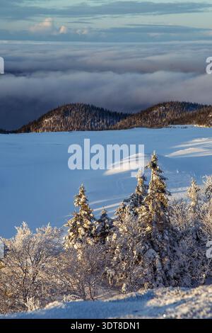 Sentiero nella foresta innevata di colore blu con rami smerigliati a strapiombo Foto Stock