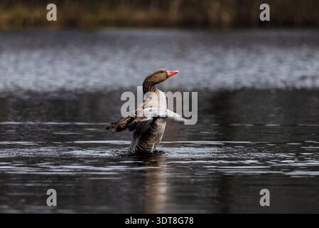 Oca Graylag ( anser anser) che sbatte le ali in acqua da vicino Foto Stock