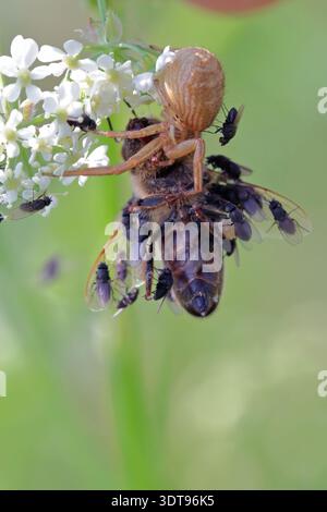 Il ragno ha preso l'ape. Le mosche del genere Desmometopa freeloader volano nella famiglia Milichiidae, si nutrono della vittima bevendo l'emolimo dell'ape Foto Stock