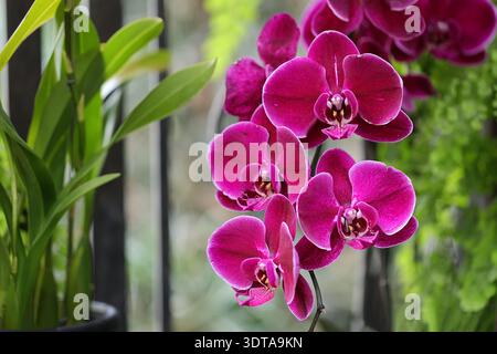 Vibranti fiori di orchidea Phalaenopsis magenta, note anche come orchidee di falena, in un lussureggiante giardino interno con morbido sfondo bokeh. Foto Stock