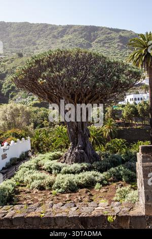 L'albero del Drago nel resort spagnolo delle Isole Canarie di Icod de los Vinos Tenerife Spagna Foto Stock