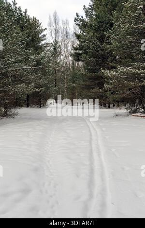 Un tranquillo sentiero nella foresta con piste da sci e impronte che conducono attraverso alberi sempreverdi. Concetto di sport invernali, stile di vita attivo e natura serena Foto Stock