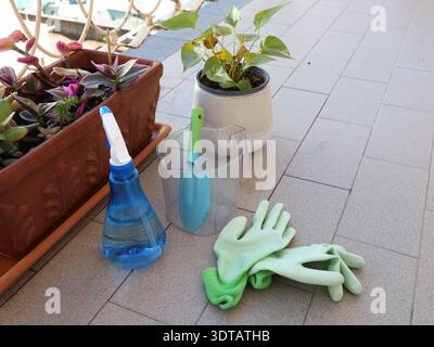 Cura delle piante da interno a casa sul balcone. Fiori in vaso. Attrezzi, guanti e natura. Foto Stock