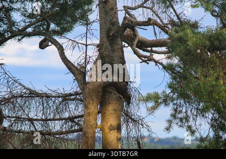Due tronchi di conifere con crescita intrecciata e rami intrecciati contro un cielo blu, che mostrano corteccia ruvida e aghi sparsi, boschi naturali Foto Stock