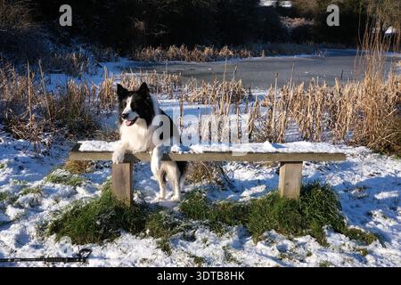 Cane di pecora di Border Collie godendo la neve invernale Inghilterra, Gran Bretagna, Regno Unito Foto Stock