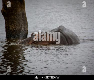 Ippopotamo parzialmente sommerso in acque calme Foto Stock