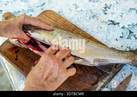 Una fotografia ravvicinata mostra una persona anziana che esegue la decalcificazione di un pesce appena pescato su un tagliere di legno con sfondo rustico e resistente agli agenti atmosferici Foto Stock