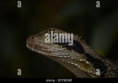 Un primo piano nell'occhio di un piccolo drago d'acqua australiano Foto Stock