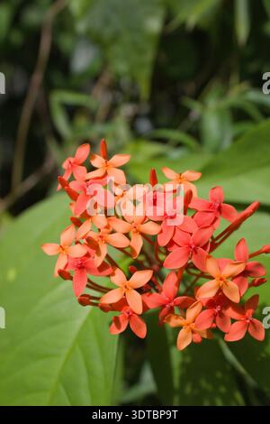 Fiori rossi di ixora fioriscono in un giardino tropicale, da vicino Foto Stock