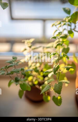 Melissa coltivata in casa in vaso, primo piano. Coltivare erbe aromatiche di balsamo di limone su davanzale a casa. Foto Stock