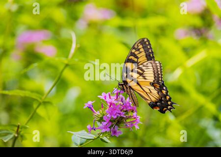 Una farfalla gialla e nera atterra delicatamente su un gruppo di vibranti fiori rosa su uno sfondo verde lussureggiante. Foto Stock