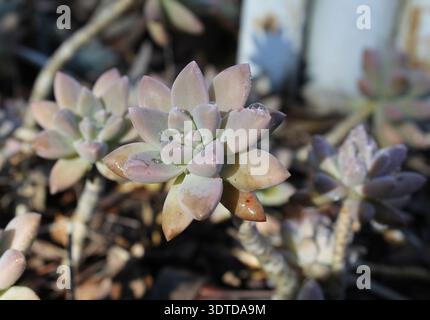 Pianta succulenta ricoperta di goccioline d'acqua in un giardino arido Foto Stock
