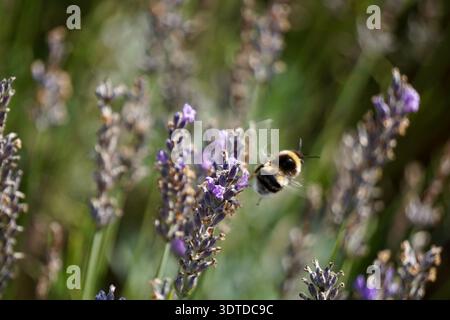 Un bumblebee in volo in un campo di lavanda Foto Stock