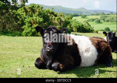 Mucca pelosa bianca e nera sulla Dartmoor Devon, seduta su sfondo verde Foto Stock