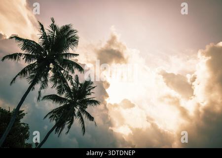 Due palme verdi cinematografiche le epiche nuvole tropicali che si formano sulle palme si modellano al tramonto nelle isole tropicali. Maltempo cambiamento climatico Foto Stock