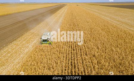 Vista dall'alto dell'antenna della trebbiatrice agricola durante il taglio e la raccolta di mais maturo nei campi agricoli Foto Stock