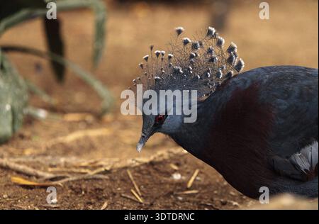 Victoria incoronato pigeon chiamato Goura Victoria si trova nel nord della Nuova Guinea Foto Stock