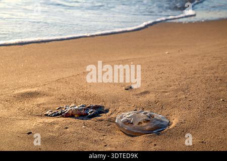 Meduse arenate sulla spiaggia sabbiosa vicino al litorale durante la calda luce dorata della sera. Paesaggio costiero naturale con onde calme e concetto ecologico. Foto Stock