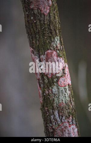 Il lichene crostoso rosa Cryptothecia rubrocincta cresce su un albero nella palude del Santuario dei cavatappi a Napoli, Florida Foto Stock