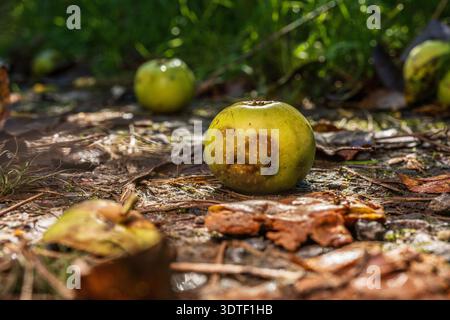 Le mele marcire cadute sul terreno boschivo alla luce dell'autunno Foto Stock