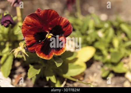 Colorato pansy flower noto come Viola tricolore var. hortensis fiorisce in un giardino botanico su uno sfondo verde Foto Stock
