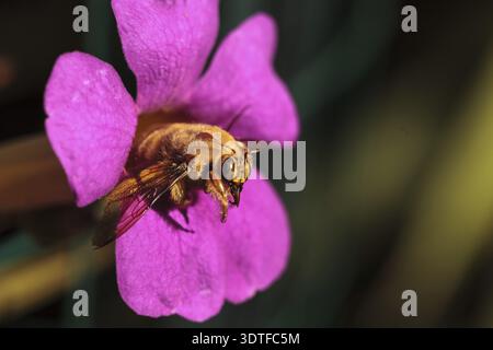 Ape carpentiere maschile color oro, nome scientifico Xylocopa varipuncta, chiamato anche orsacchiotto. I maschi non pungono Foto Stock