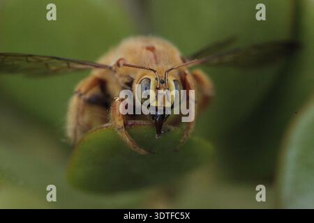 Ape carpentiere maschile color oro, nome scientifico Xylocopa varipuncta, chiamato anche orsacchiotto. I maschi non pungono Foto Stock