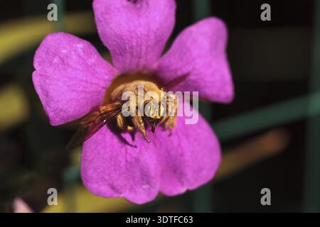Ape carpentiere maschile color oro, nome scientifico Xylocopa varipuncta, chiamato anche orsacchiotto. I maschi non pungono Foto Stock