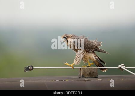 Peregrine Falcon / Wanderfalke ( Falco peregrinus ), giovane uccello, cammina sul bordo del tetto di un alto edificio, in equilibrio su un scaricatore di fulmini, sembra divertente. Foto Stock