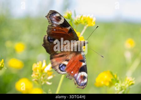 Una bella farfalla seduta su un fiore giallo, un pavone europeo, Aglais io Foto Stock