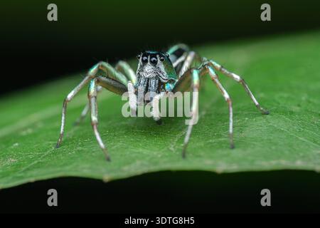 Dettagli macro estremi di un ragno Cosmophasis umbratica iridescente che salta con le sue scale verdi metalliche, Giava centrale, Indonesia. Foto Stock
