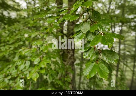 Primo piano di foglie verdi di faggio in una foresta di montagna nebbiosa Foto Stock
