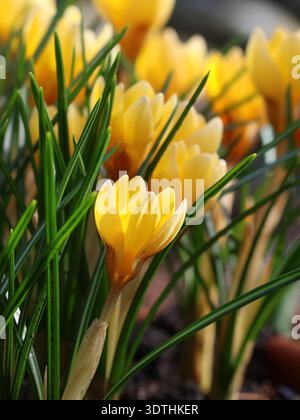 Un primo piano del bellissimo Crocus giallo 'Romance'. Foto Stock